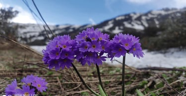 Cluster of purple wildflowers blooming near snowy mountains under a blue sky