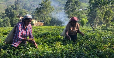 two women in a tea plantationed field with mountains in the background