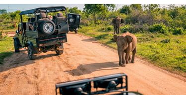 Elefantes vistos do jeep durante tour de safári no Addo Elephant Park, em Port Elizabeth (Nelson Mandela Bay), África do Sul