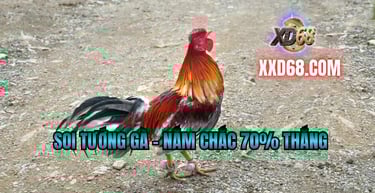 Mẹo xem gà chọi xd68 và kinh nghiệm phân tích chiến kê từ chuyên gia.