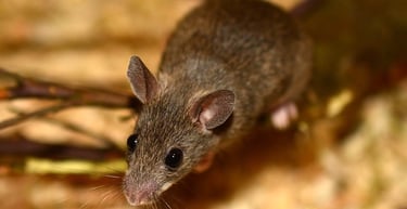 comment se débarasser des rats, dératiseur montélimar, extermination de souris