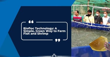 Biofloc Technology: A Simple, Green Way to Farm Fish and Shrimp