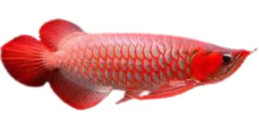  Arowanas