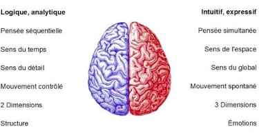Hémisphère droit et hémisphère gauche