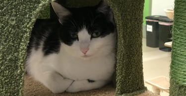 Chessie - Female Black & White Domestic Shorthair