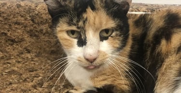 Koshi - Male Calico Domestic Short Hair (born May 2024)