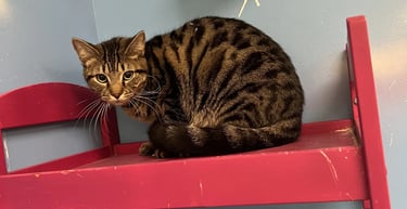 Monti - Male Brown Tabby