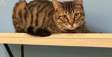 Tex - Male Brown Tabby