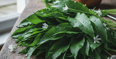 Freshly foraged wild garlic leaves with white flowers and water droplets on a rustic wooden table.