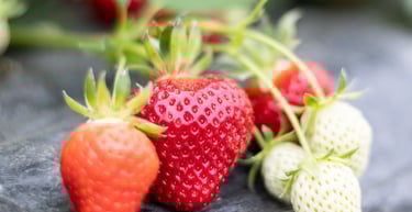Fraises bio mûres cultivées dans notre ferme familiale en Savoie