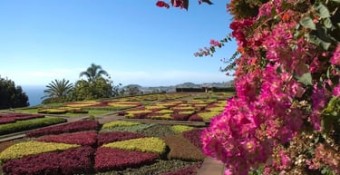 foto de flores e do jardim botânico em Funchal