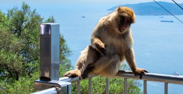 foto do macaco no topo em Gibraltar