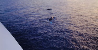 foto de baleias jubarte ao lado do navio em lahaina no hawaii