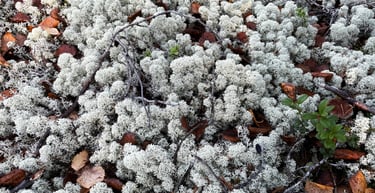 Umeåföretagets renlavsprojekt samlar gruvindustrin och samerna.