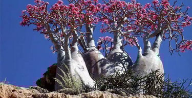 Socotra guide