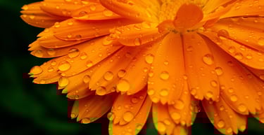 Calendula 'Fruit Twist'