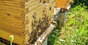 Ruche avec abeille à la ferme gourmande