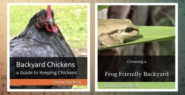 Guide to backyard chickens and creating a frog friendly backyard by Donna Racheal.