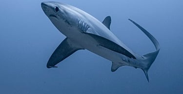 profil requin renard, image dans les tons gris