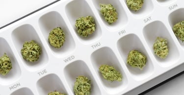 Green medical cannabis flower buds organized in a white weekly pill organizer for daily dosage.