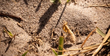 une menthe religieuse en gros plan sur le sol du Botswana