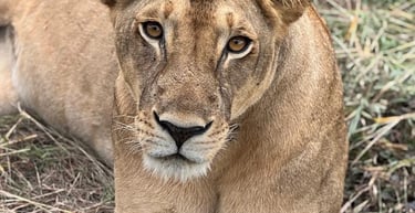 Lion resting in the savannah of Mikumi National Park during a Tanzania wildlife safari.