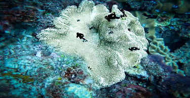 Black and white panda clownfish swimming near a large white sea anemone on a vibrant coral reef.