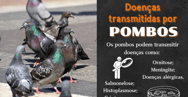 controle de pombos