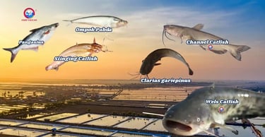 Fish Vigyan Catfish Farming Techniques for High Yields