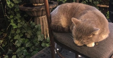 Tom, un amigo muy especial de Alessa Café y Penélope Café