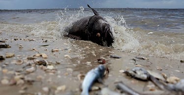 red-tide-on-anna-maria-island