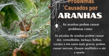 controle de pragas aranhas