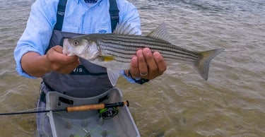 Striped Bass on the fly!