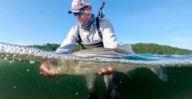Spring striped bass