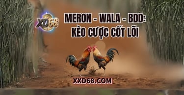 Giao diện đặt cược đá gà online tại XD68 với các kèo Meron, Wala, BDD.