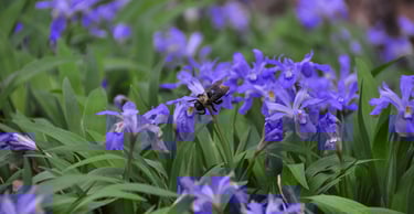 A rare plant identified during a Natural Heritage Evaluation.