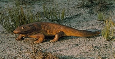 Ιchthyostega, model by J.S. Collard (H.R. Allen Studios).https://www.britannica.com/animal/Ichthyos