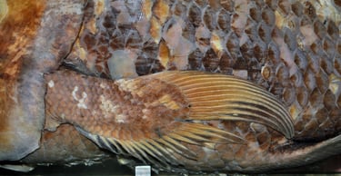 Pectoral fin of a West Indian Ocean coelacanth , https://en.wikipedia.org/wiki/Coelacanth