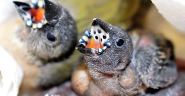 Two Gouldian finch chicks with open beaks showing glowing blue reflective mouth markings.