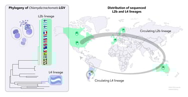 Graphical abstract of the phylogeny of Chlamydia trachomatis LGV across the globe