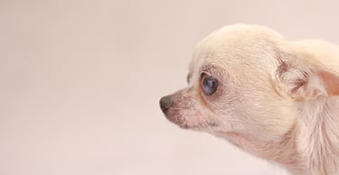 a small white dog on a white background