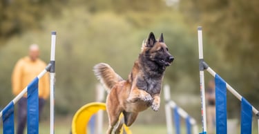 cours d’agility éducatif pour chien sur terrain sécurisé à cestas