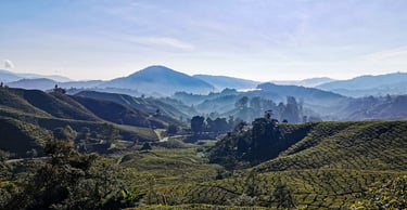 Cameron Highlands theeplantages