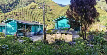 BOH tea plantation Cameron Highlands