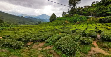 Cameron Highlands theeplantages