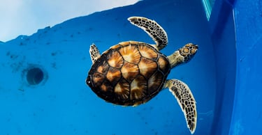 Turtle Sanctuary Taman Negara Pulau Pingara