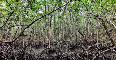 Mangrove forest Langkawi