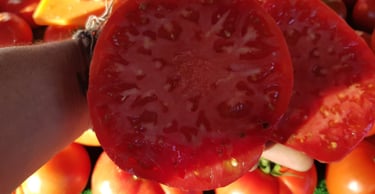 a person holding a tomato tomato seeding tomato tomato