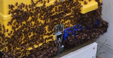 a beehive with bees on a hive hive hive hive hive hive hive hive