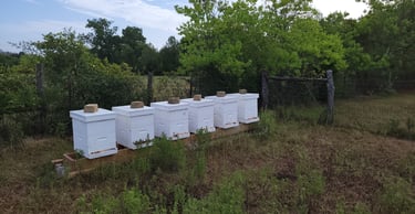 APIARY
